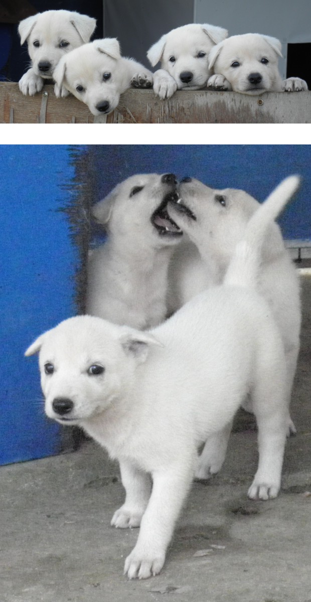 진도개 자견 이미지