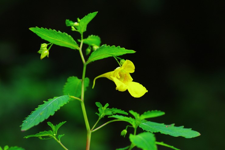 노랑 물봉선화. 이미지