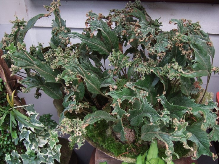 창석위 사자 이미지