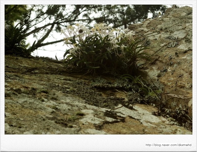 자연 상태의 풍란 이미지