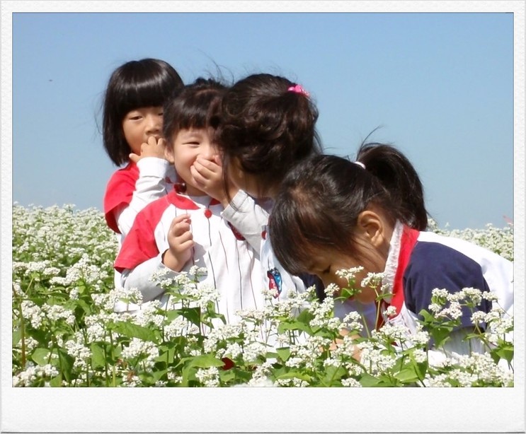 녹진 메밀꽃 체험행사 첨부#2