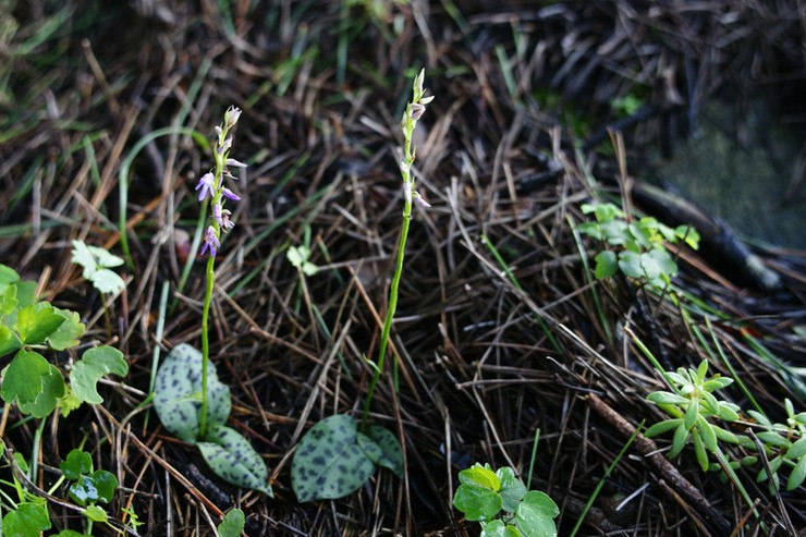 점박이구름병아리꽃 이미지
