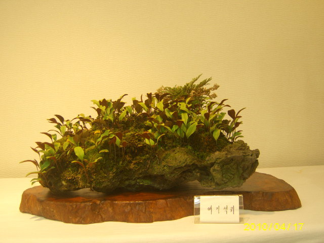 애기석위 이미지