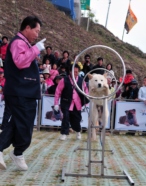 전라남도후원 진도개공연단 이미지