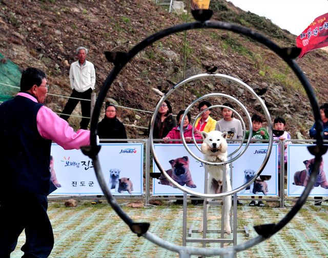 전라남도후원 진도개공연단 첨부#2