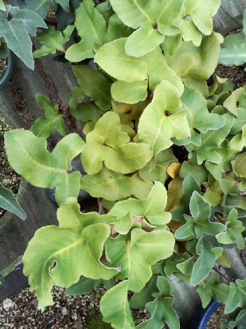 세뿔석위 변위종 이미지