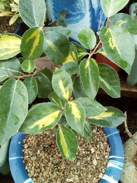 보리수 무늬종 이미지