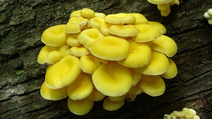 노랑바래기버섯(독버섯 식용불가) 이미지