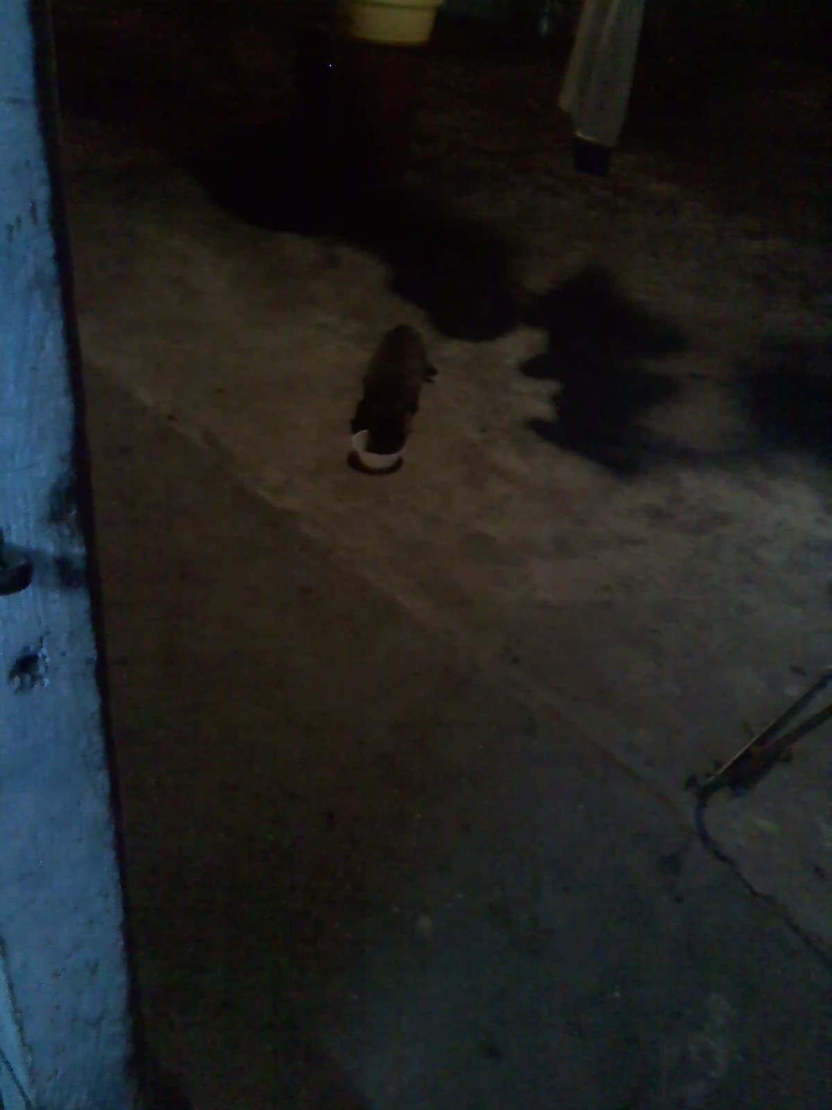 이쁜고양이 첨부#2