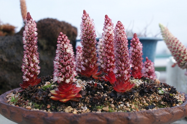 장미바위솔 이미지