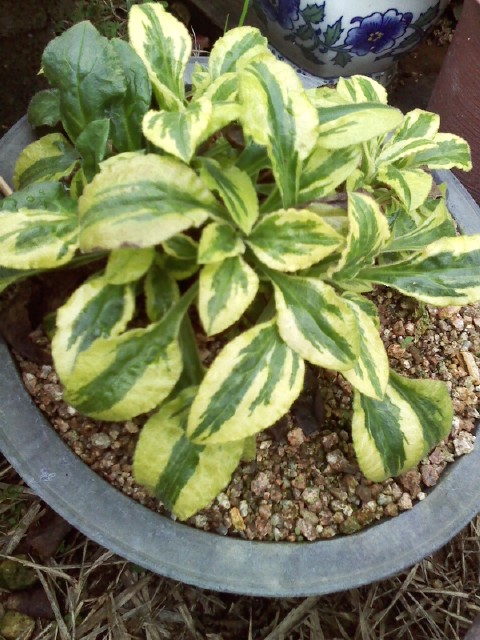 패랭이무늬종 이미지