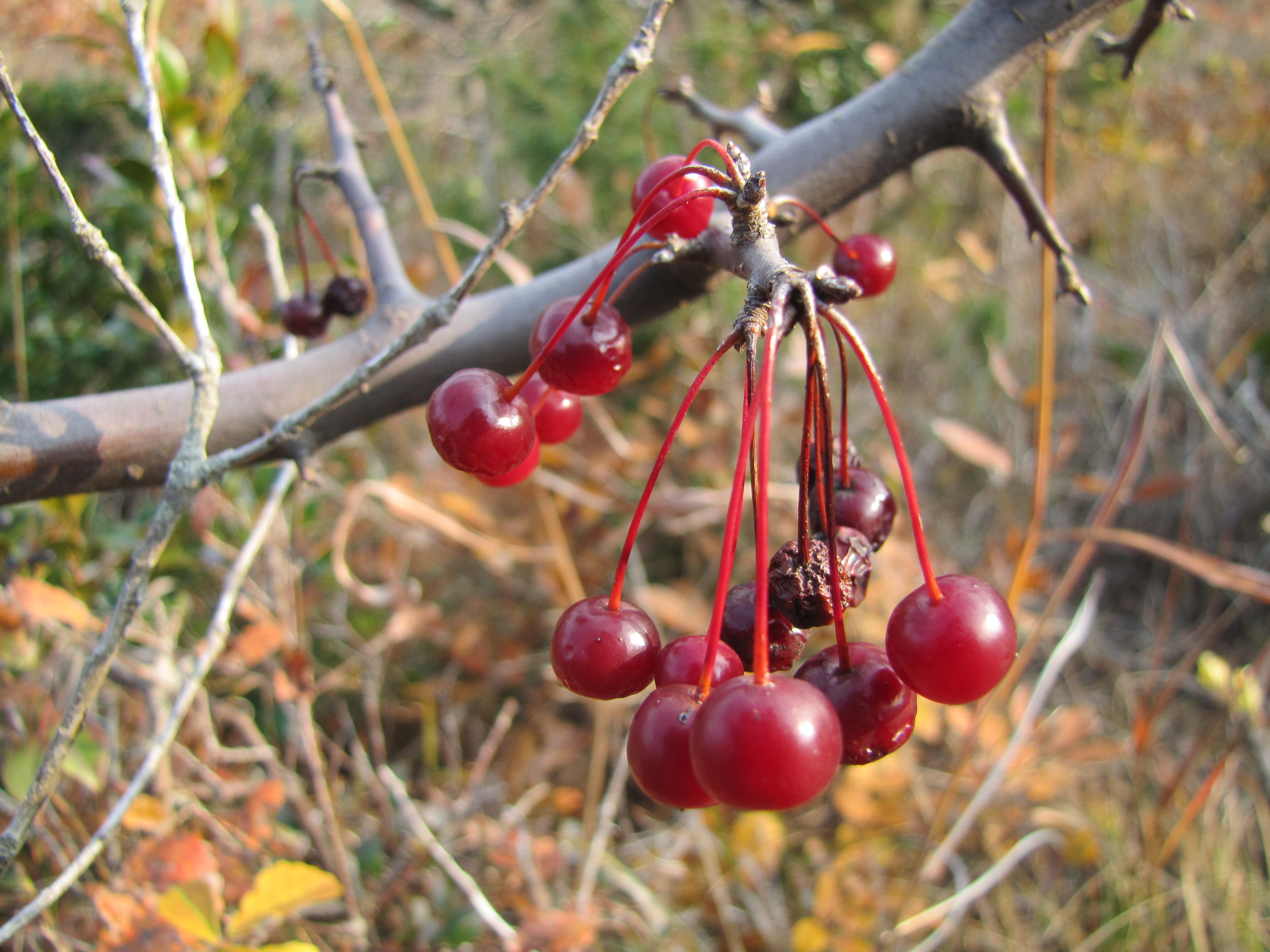 야광나무 열매 이미지