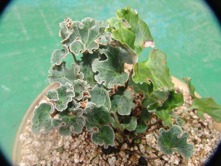 고려사자 석위 이미지