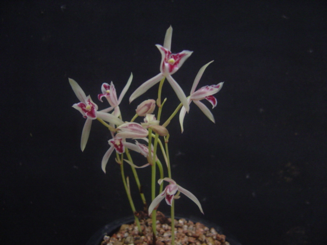 무엽란. 이미지