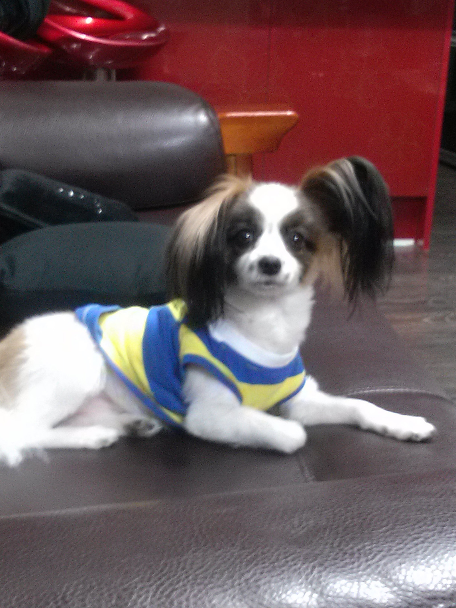 애완견 주인찾아요!!! 이미지