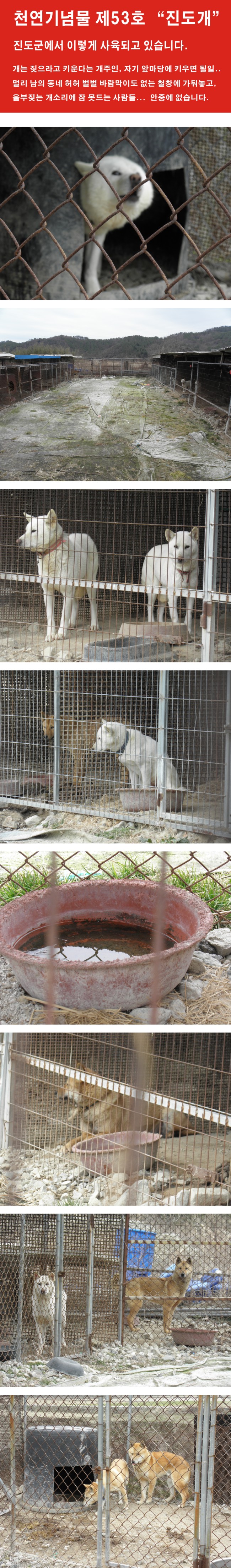 진도군에서 진도개가 이렇게 사육됩니다. 이미지