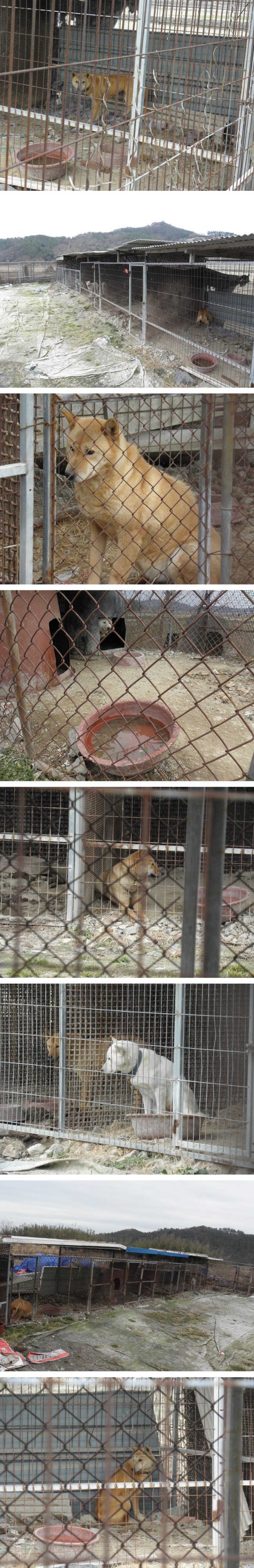 진도군에서 진도개가 이렇게 사육됩니다. 첨부#2