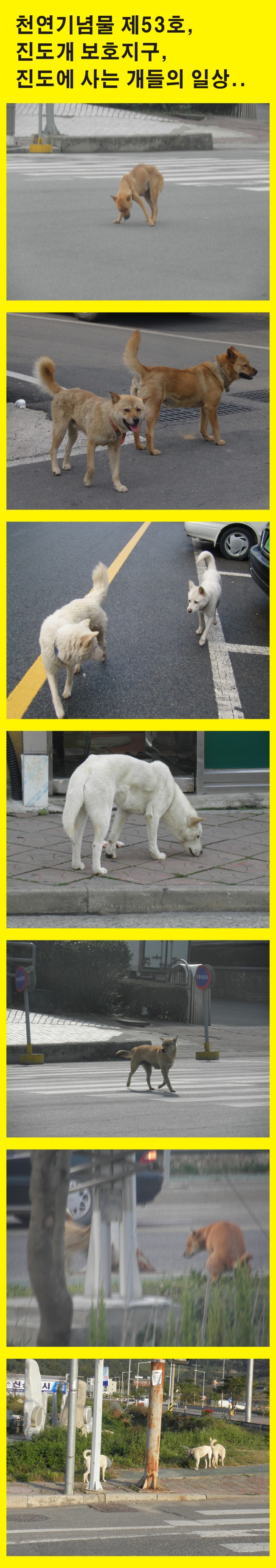 개들의 낙원 진도군 개들의 일상 이미지