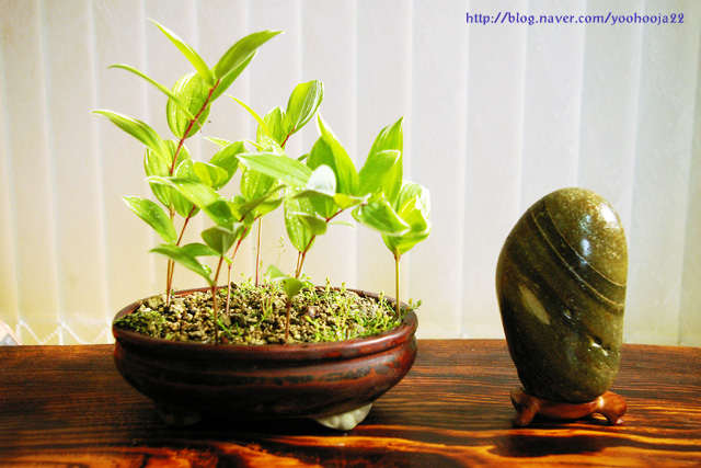 산지:진도 이미지