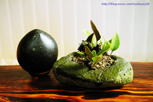 완도 증도리석 이미지