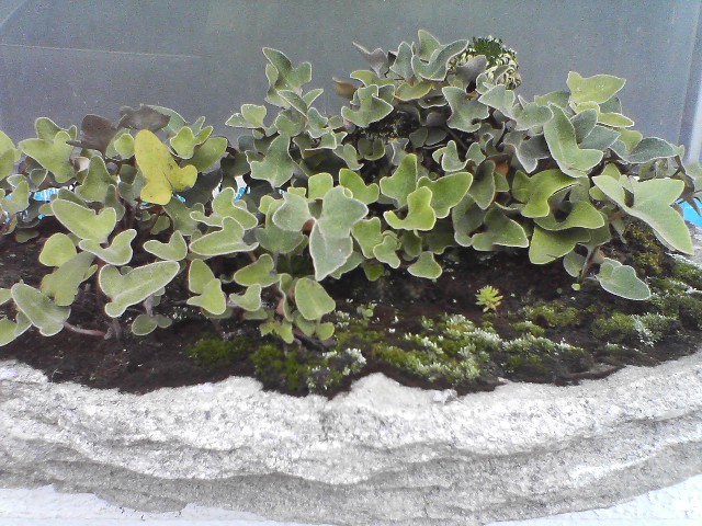 세뿔석위 이미지