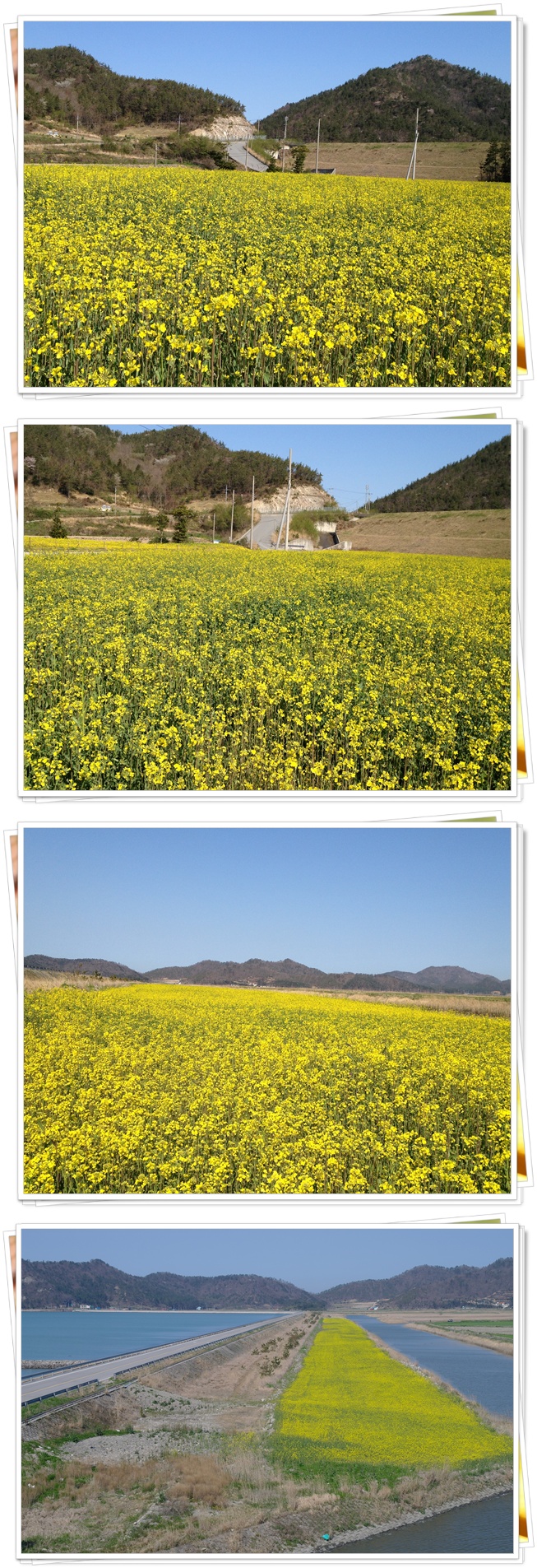 임회면 유채꽃 동산으로 놀러오세요 ~* 이미지