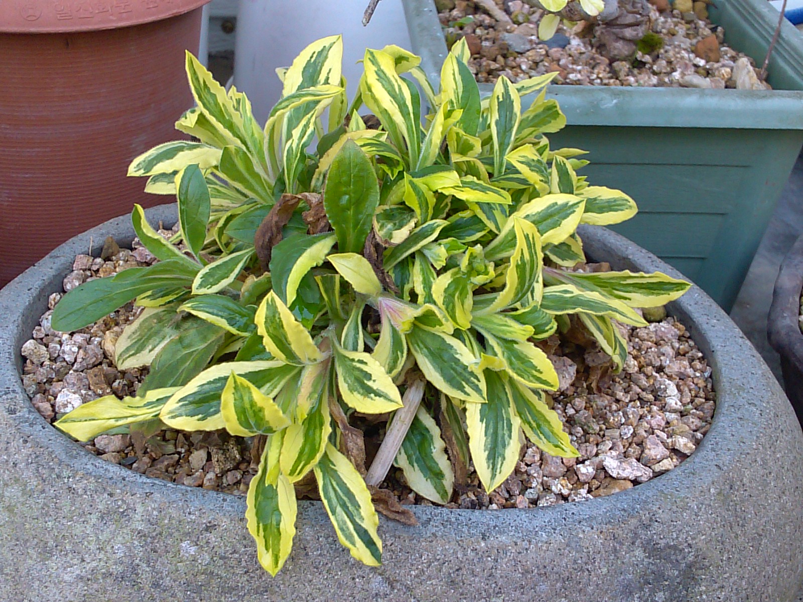 장구채 문늬종 이미지