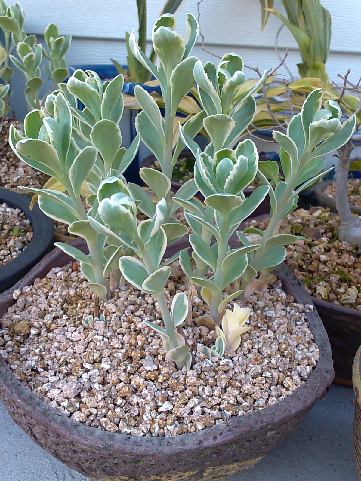 꿩의비름 이미지