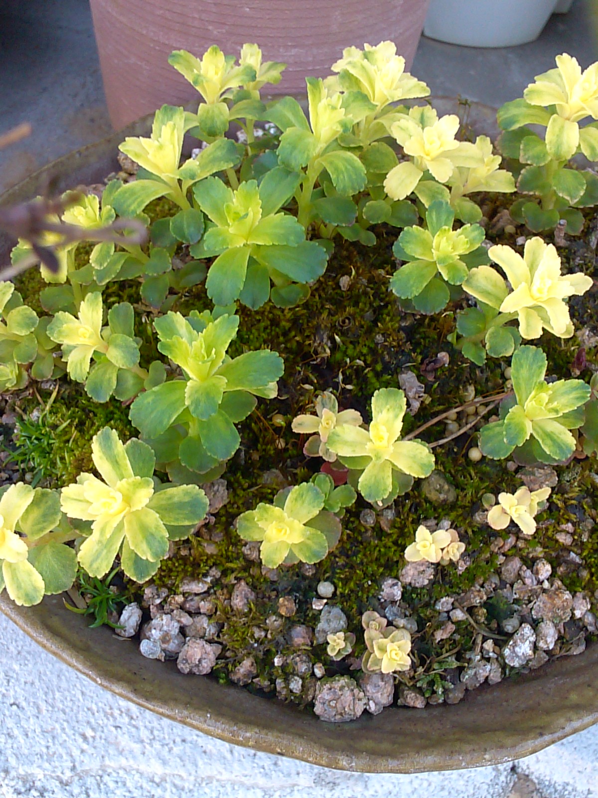 기린초 무늬 이미지