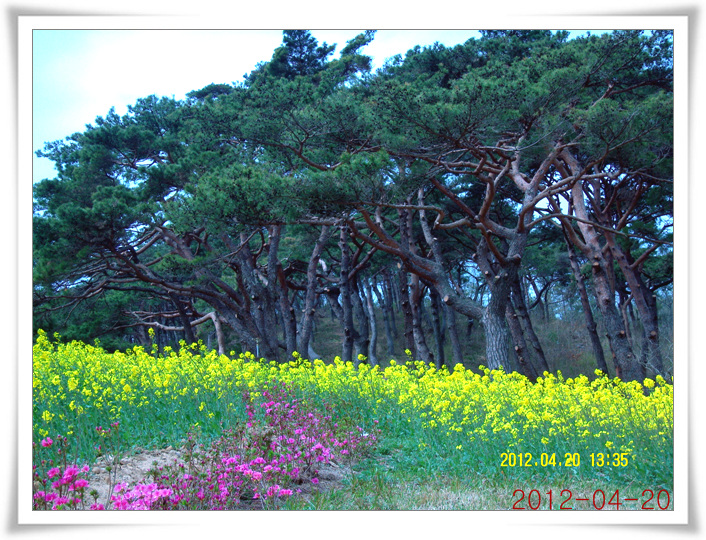 지산면 꽃동산(인지리1) 이미지