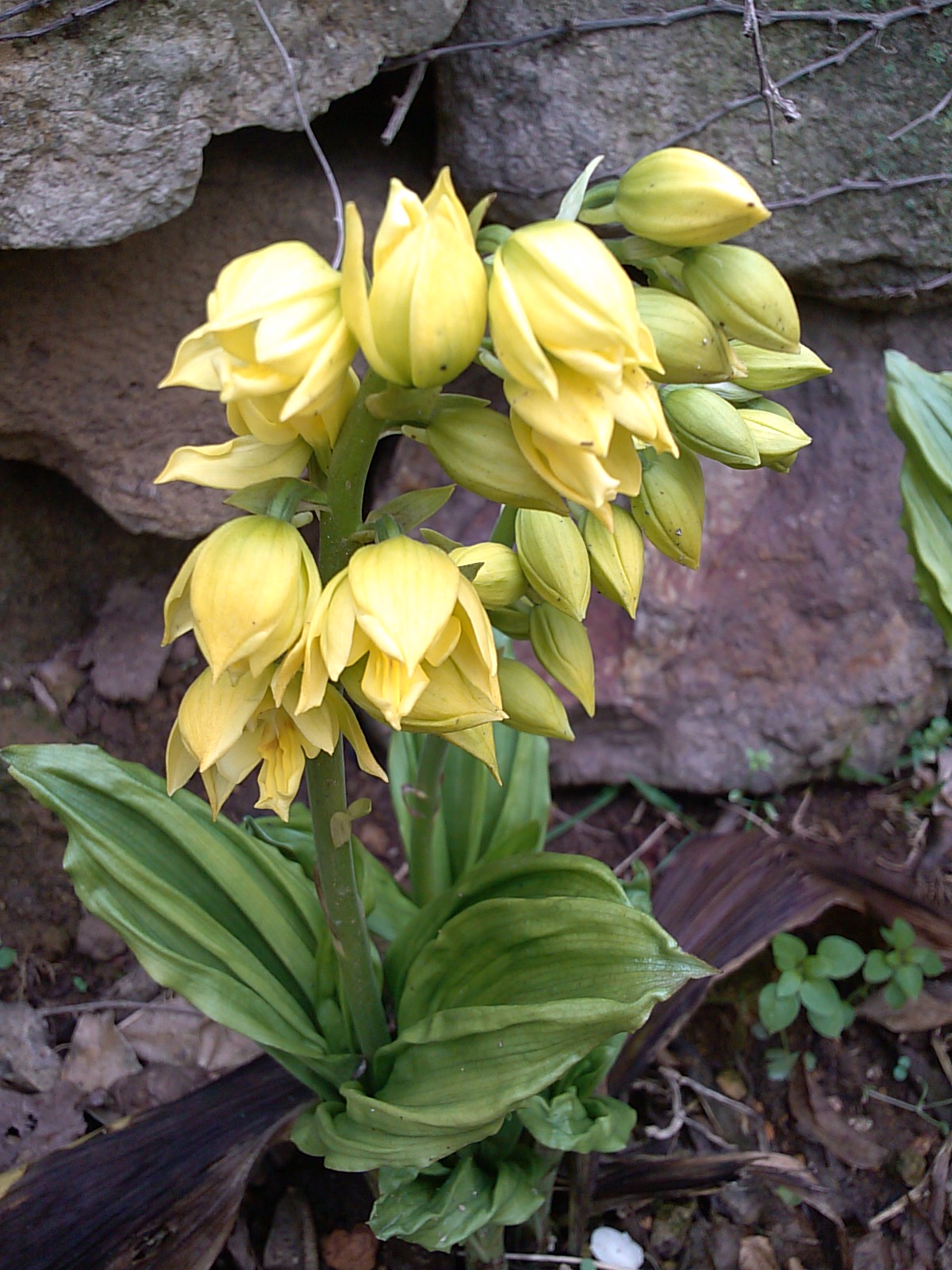 새우난초 이미지