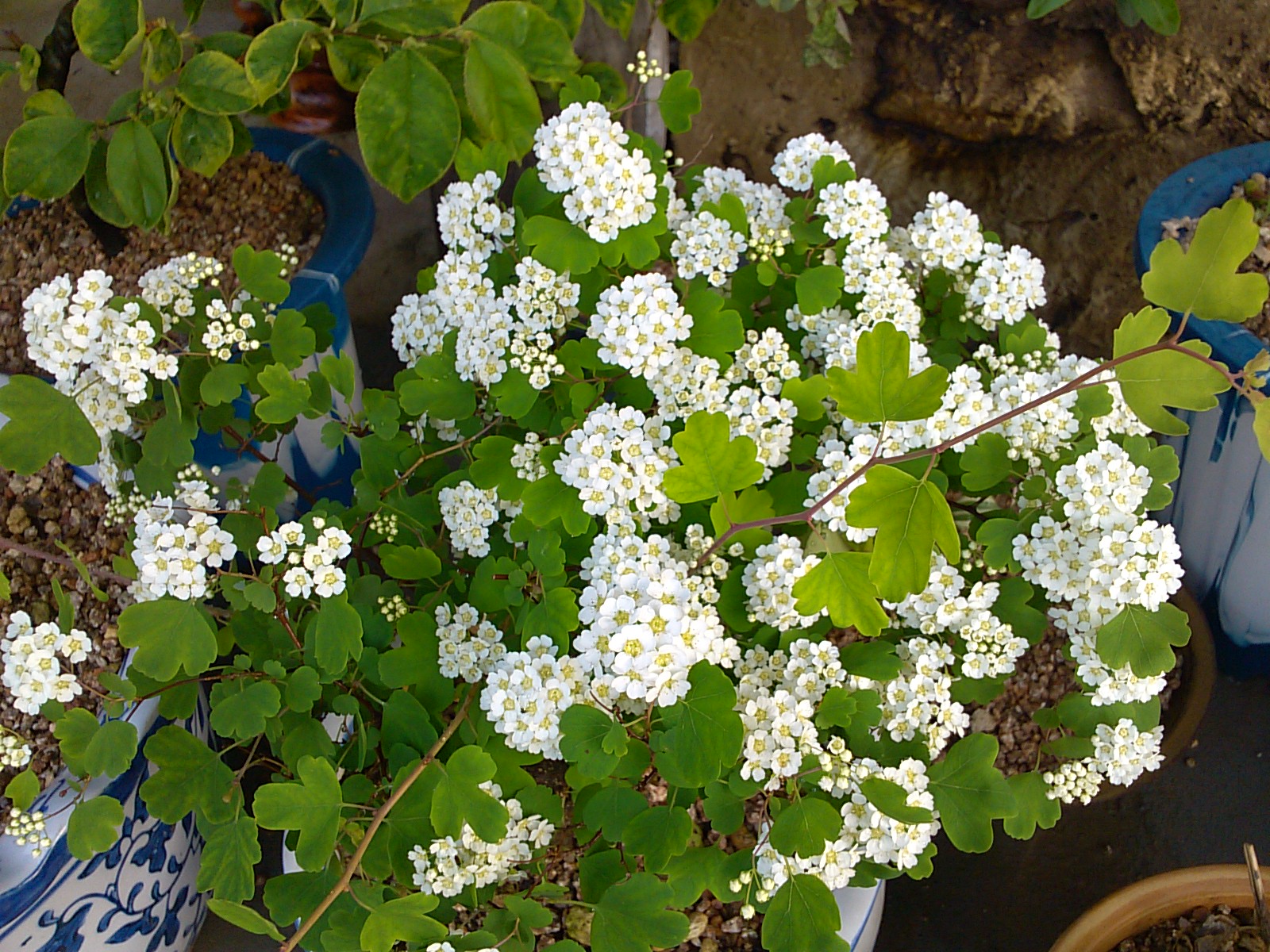 은행입 조팝나무 첨부#1