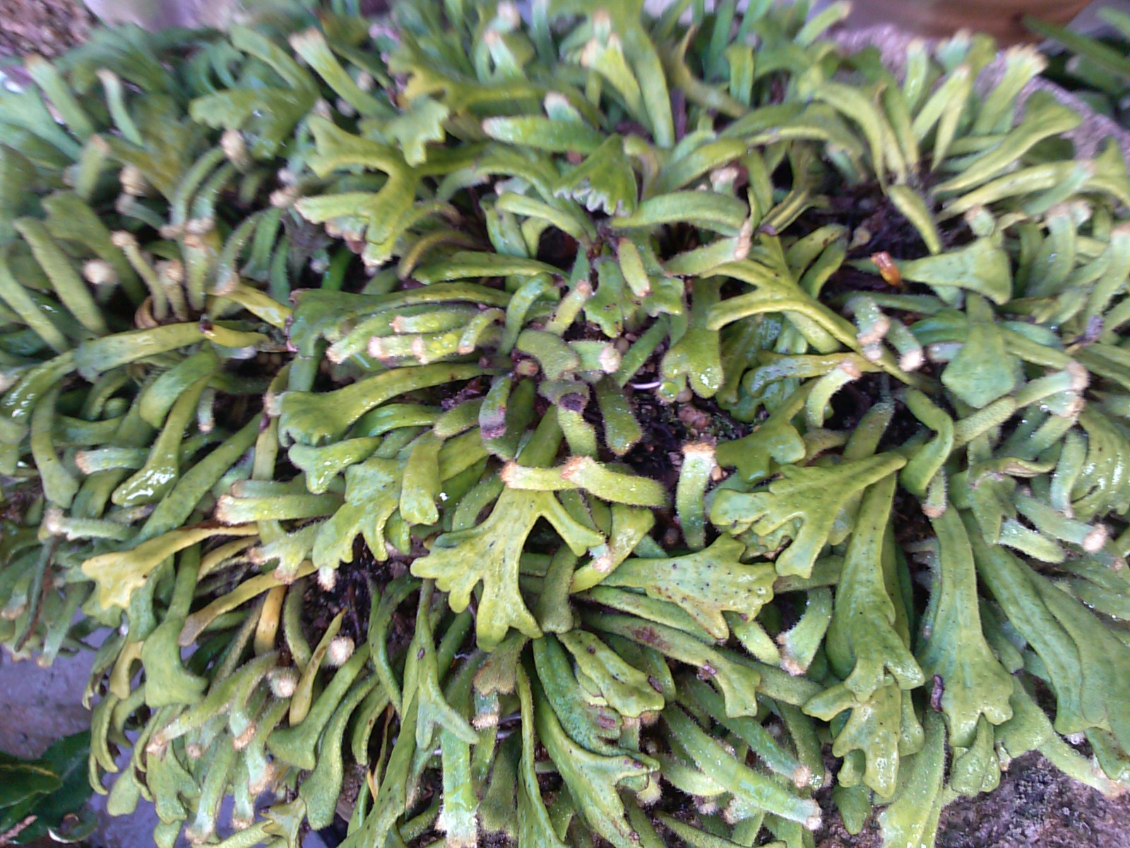 사자머리 우단일엽 첨부#1