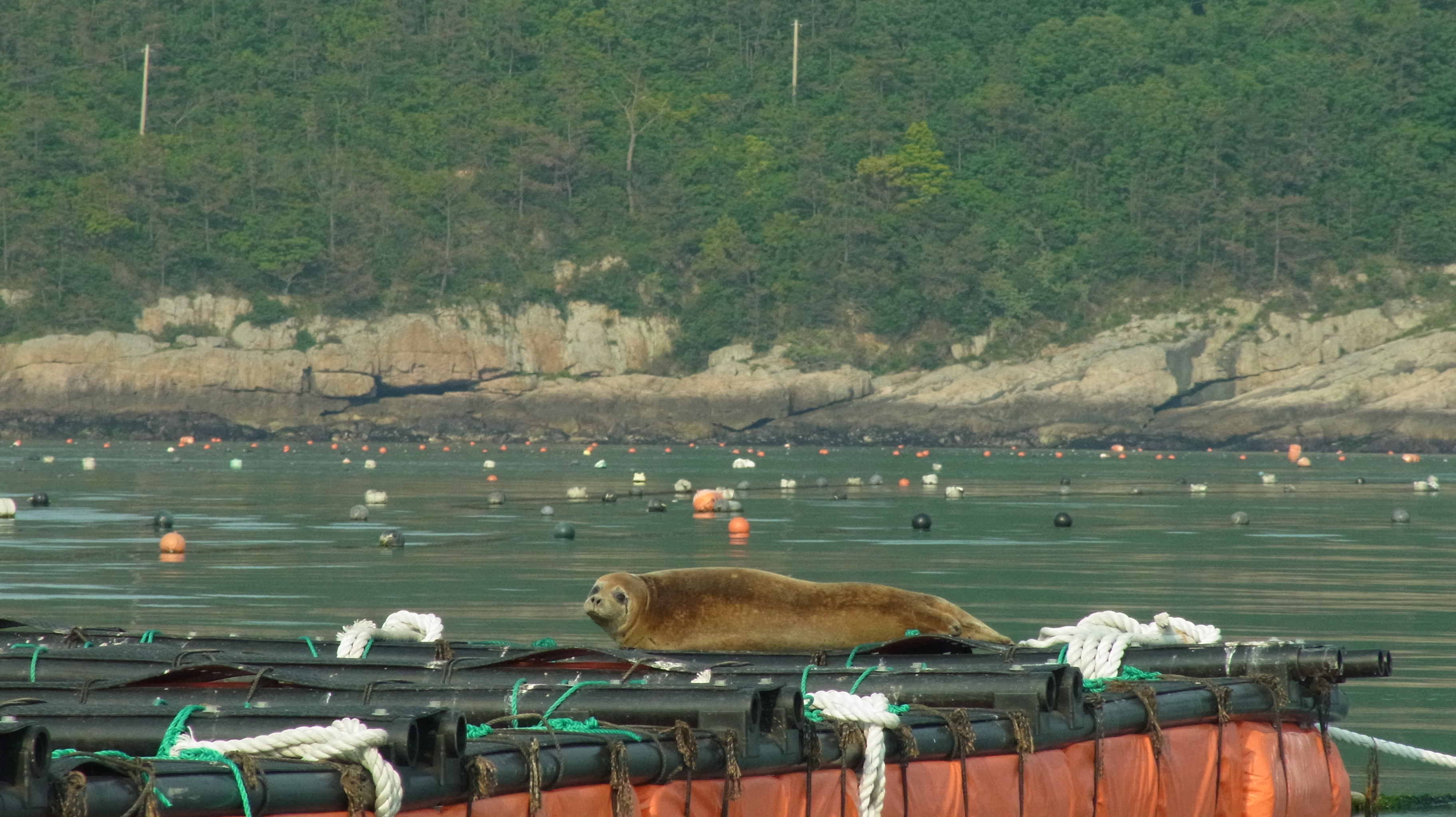 조도 신전마을 전복 가두리에 야생 바다사자가 살고있다 첨부#1