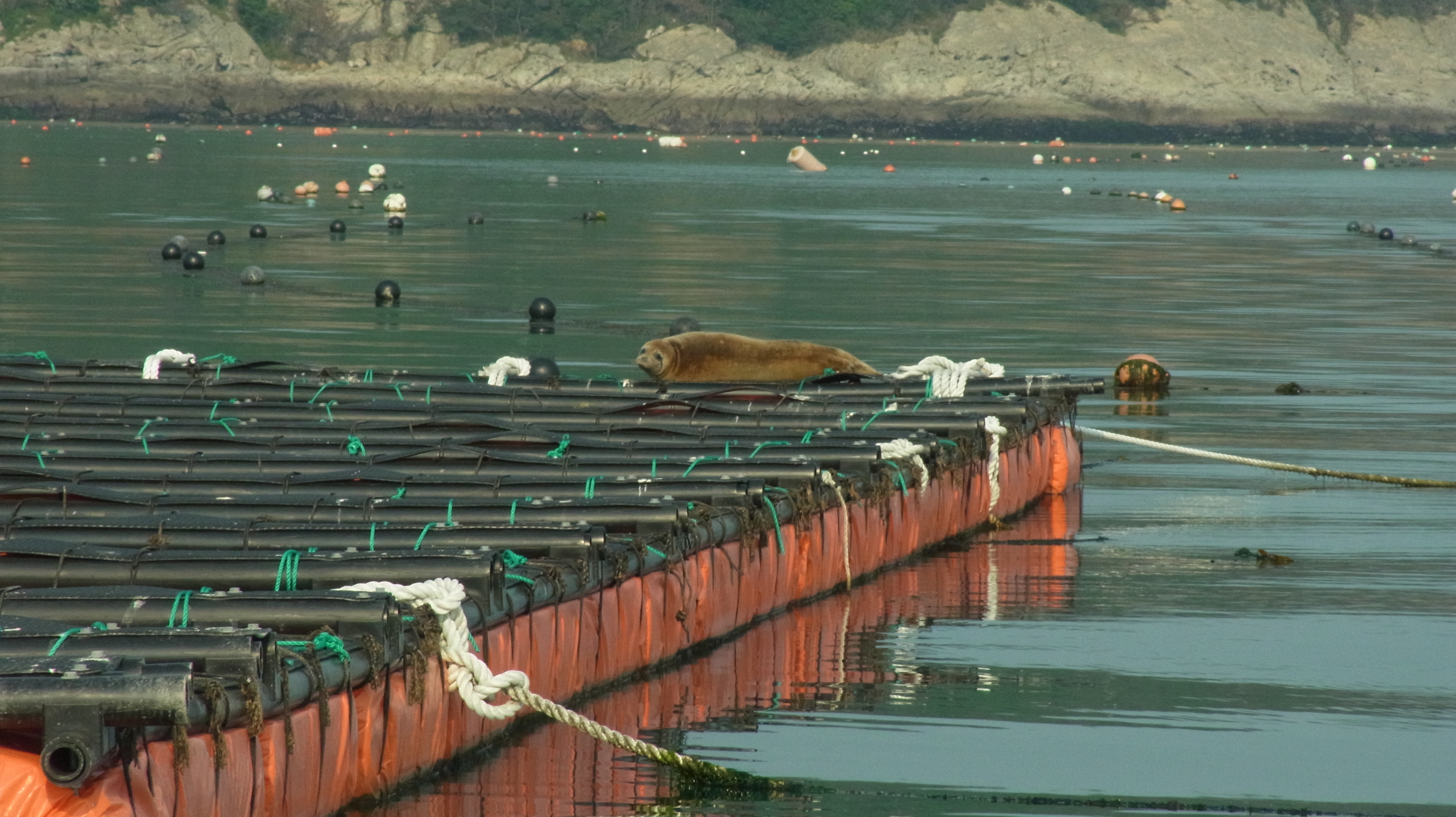 조도 신전마을 전복 가두리에 야생 바다사자가 살고있다 첨부#2