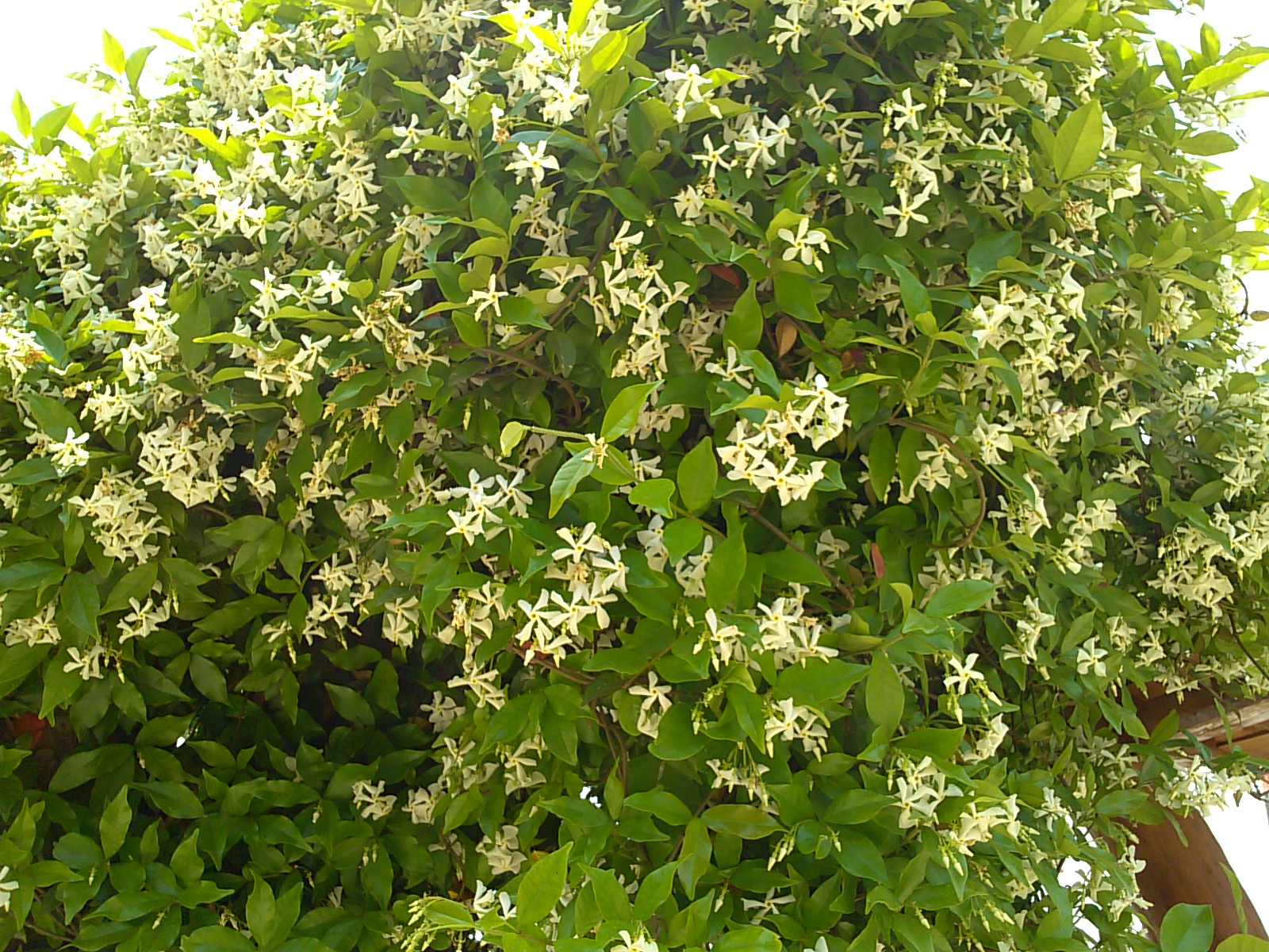 백화등꽃 첨부#1