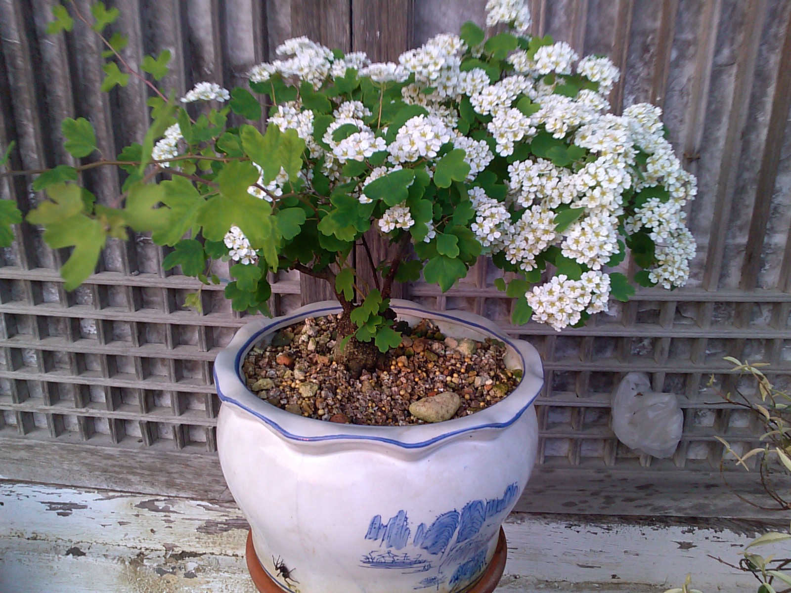 은행잎 조팝 첨부#1