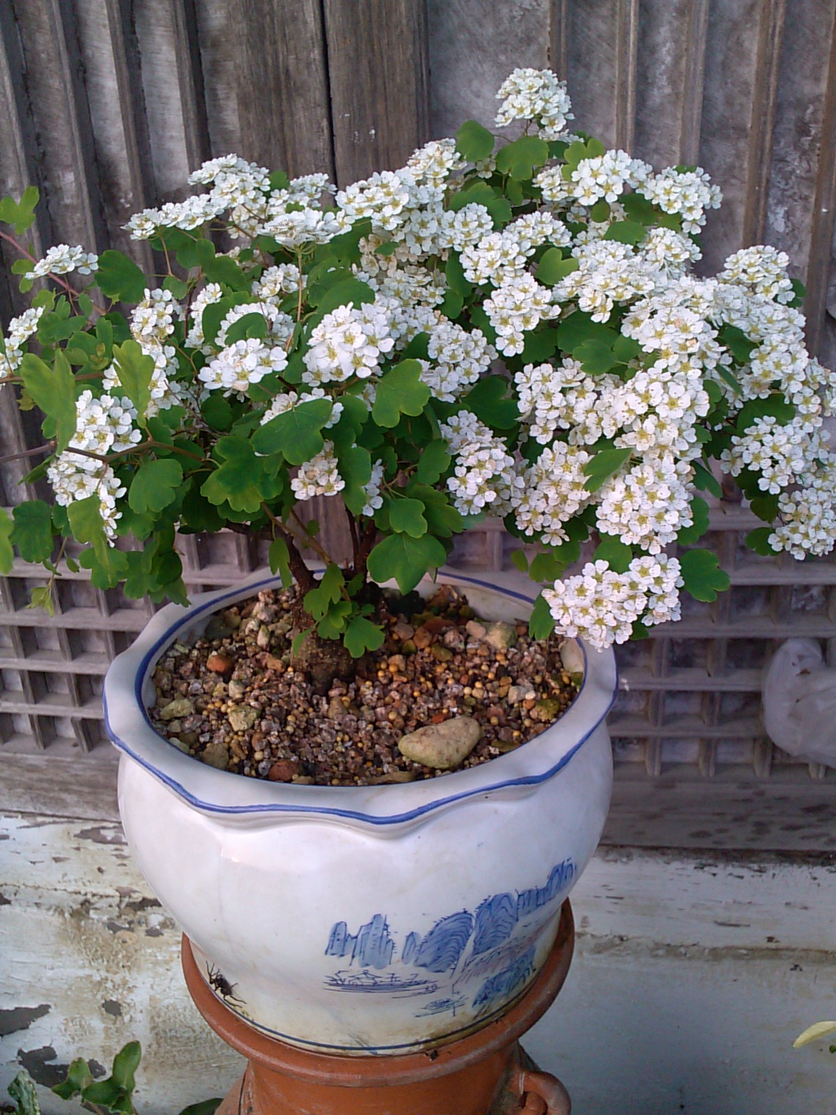 은행잎 조팝나무 첨부#1