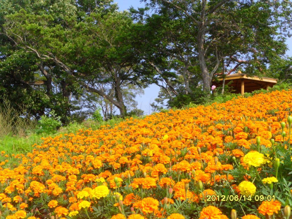 지산면꽃동산(초여름2) 이미지