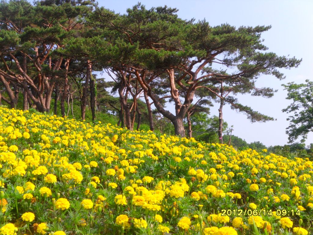 지산면 꽃동산(초여름1) 이미지
