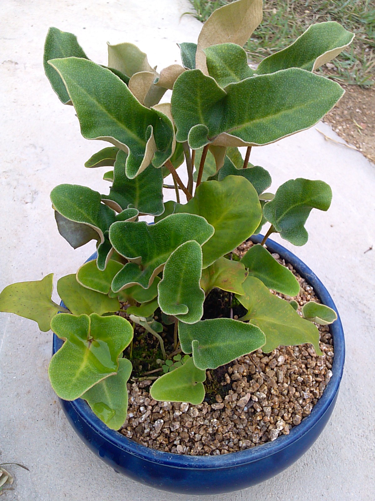 세뿔석위 이미지