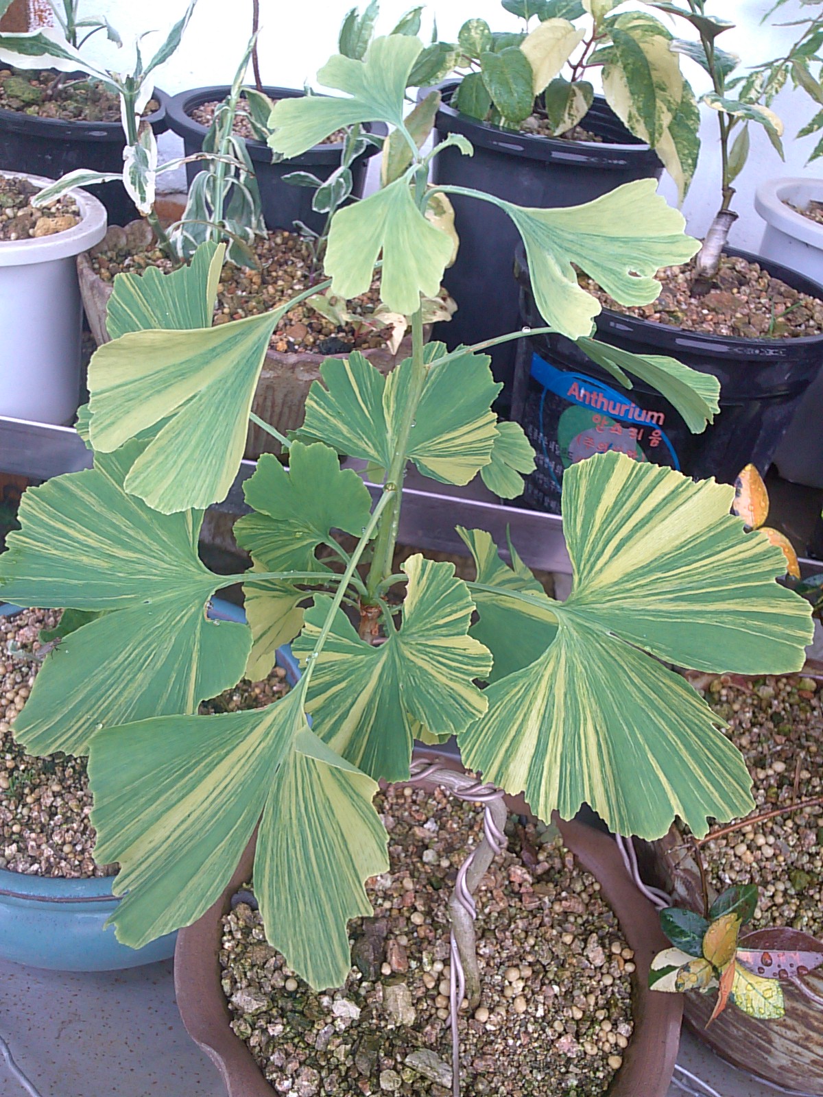 은행나무 무늬종 이미지