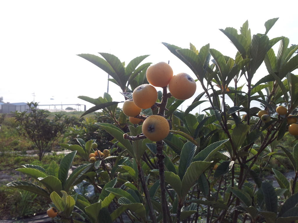 비파열매 이미지