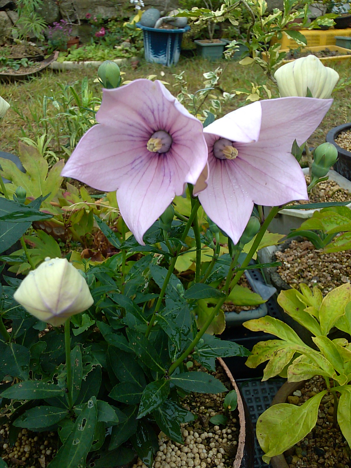 분홍도라지 이미지