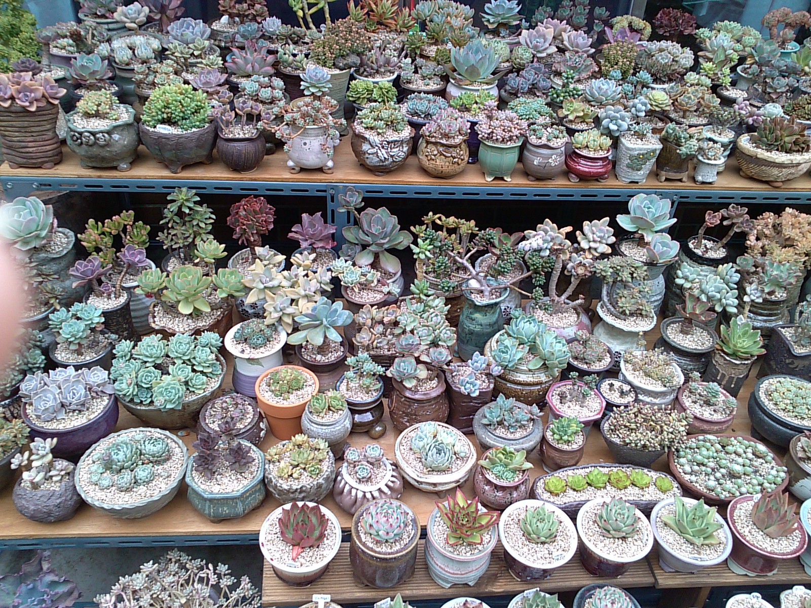 다육식물 이미지