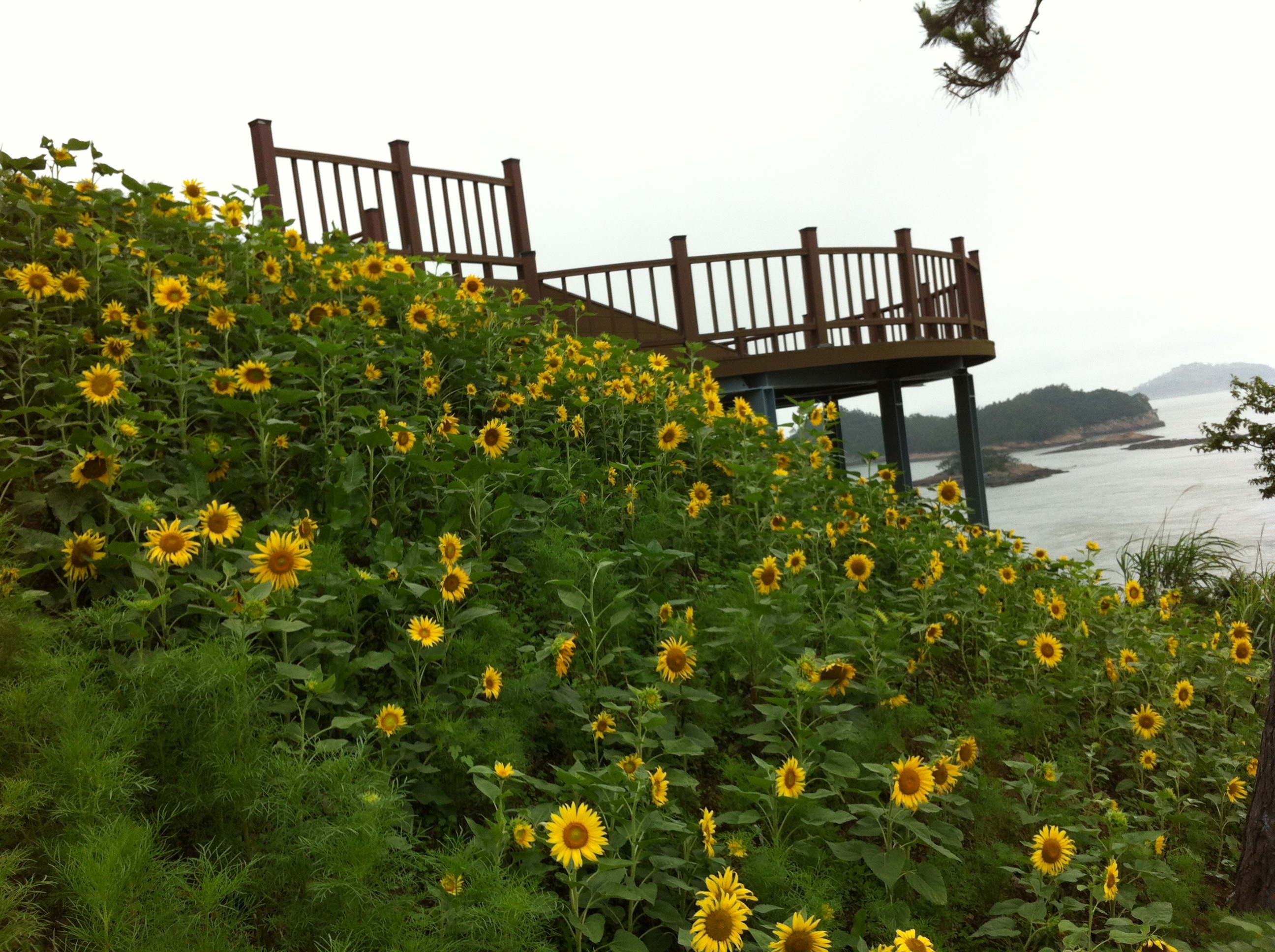 지산면 세방낙조 해바라기1 이미지