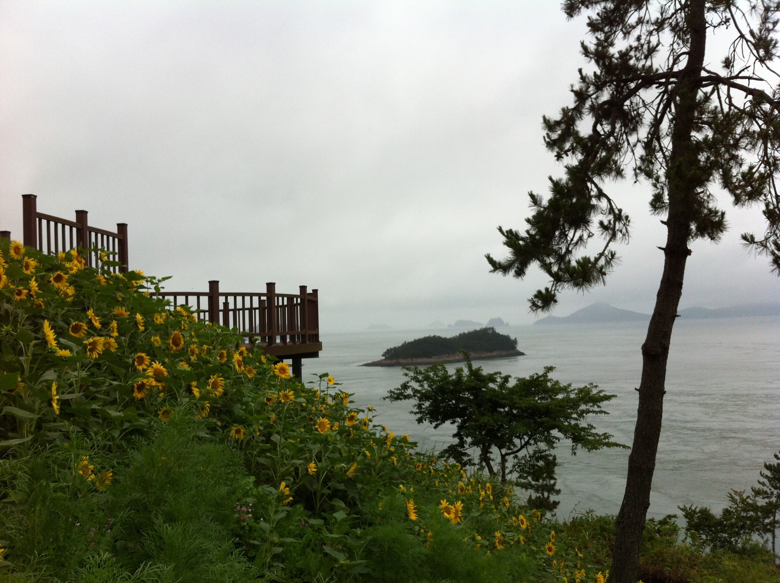 세방낙조 해바라기2 이미지