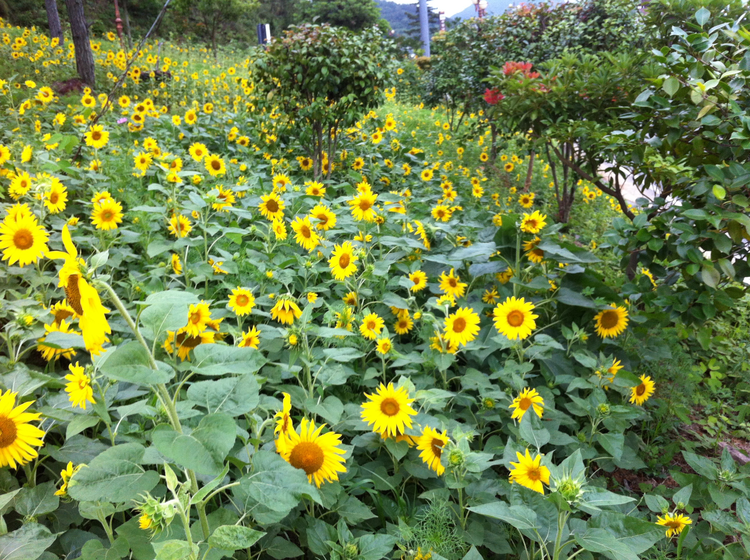 세방낙조 해바라기3 이미지