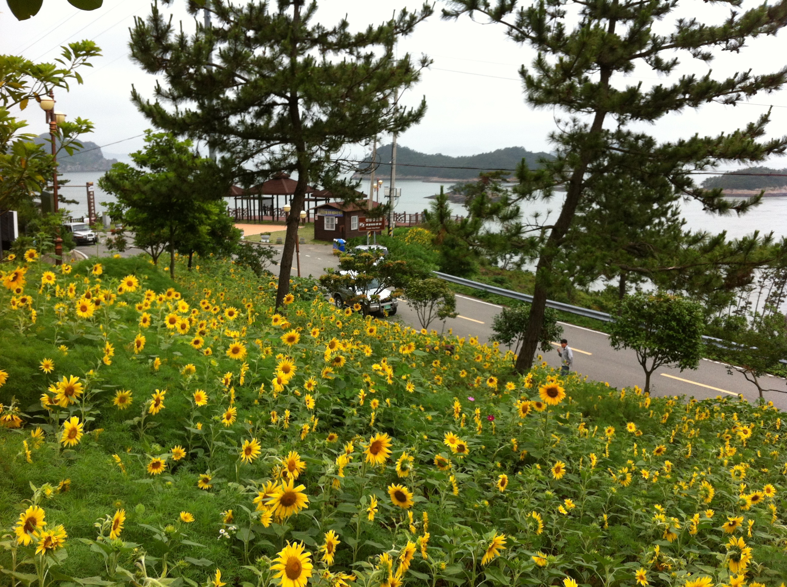 세방낙조 해바라기4 이미지