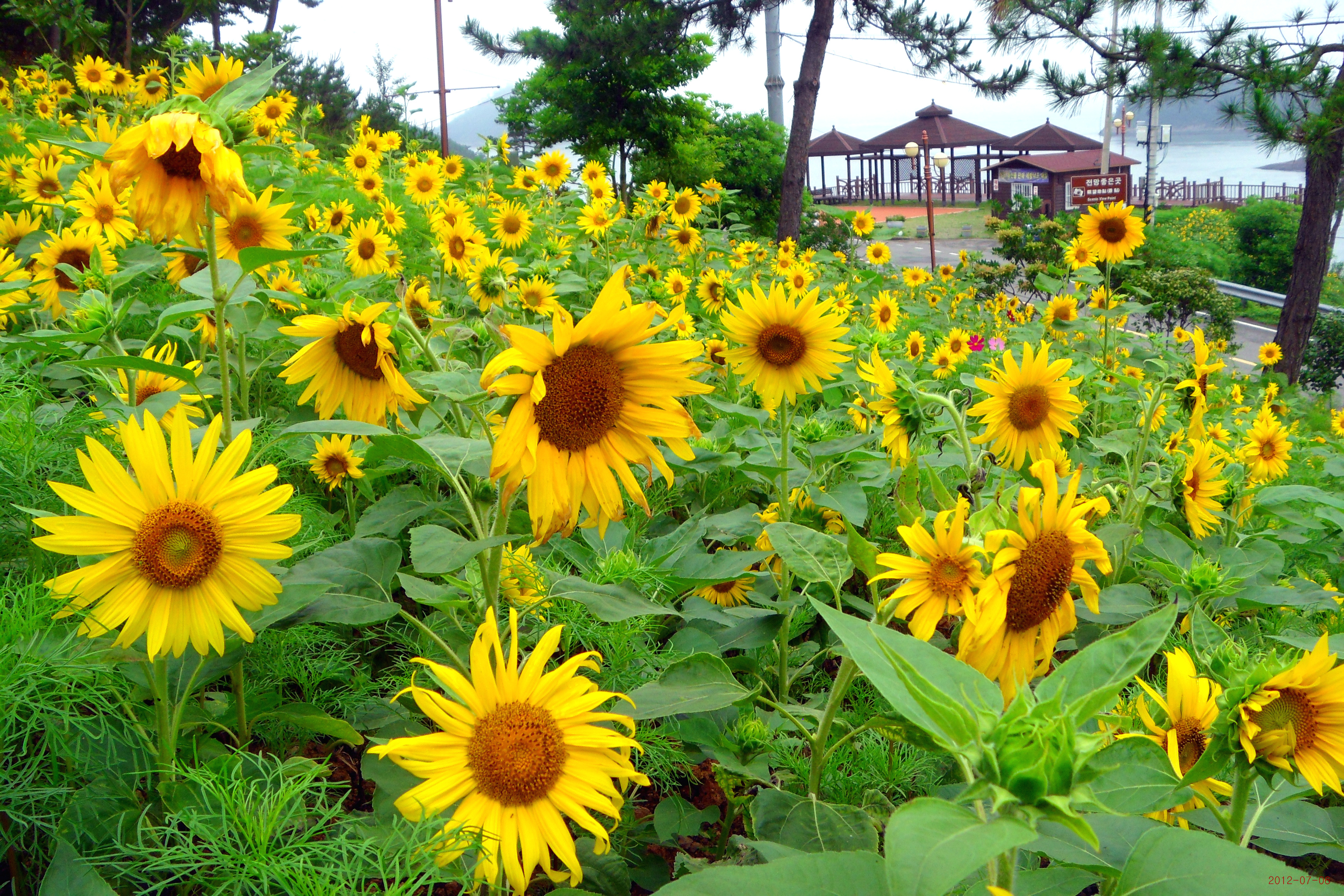세방낙조 해바라기5 이미지
